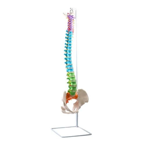 1 Stück 1:1 Lebensgroßes medizinisches Modell for die menschliche Anatomie der Wirbelsäule + Flexibler Ständer for den Unterricht von Huhpa