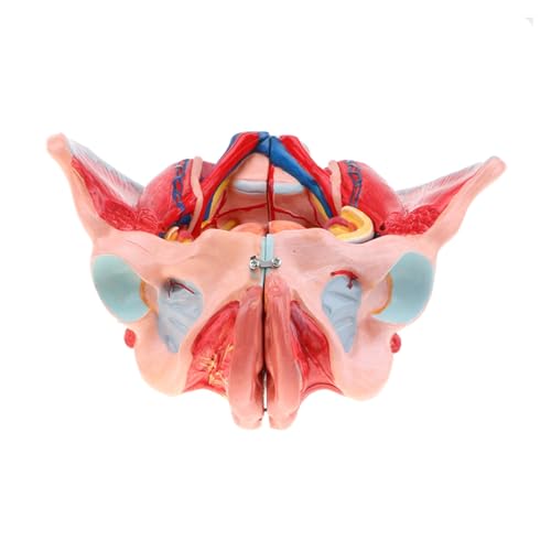 1 Stück 1:1 Lebensgroßes menschliches weibliches Becken Gefäße Bänder Muskeln Nerven mit abnehmbaren Organen Modell von Huhpa