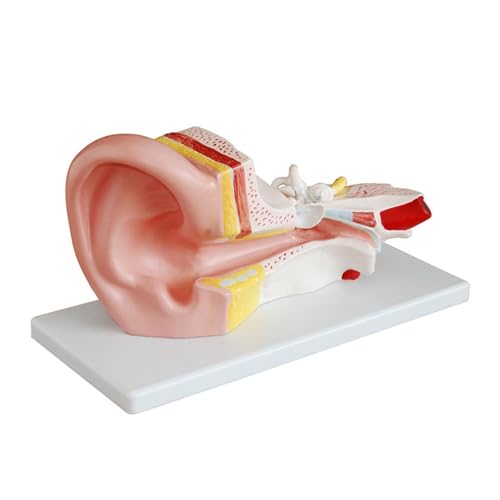 1 Stück 3X lebensgroßes medizinisches Modell der menschlichen Ohranatomie in abnehmbaren Abschnitten von Huhpa