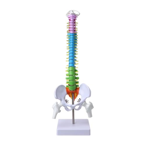 1 Stück 45 cm abnehmbares menschliches Wirbelsäulenmodell, Wirbelsäule, Wirbelsäule, Lendenwirbelsäule, anatomisch von Huhpa