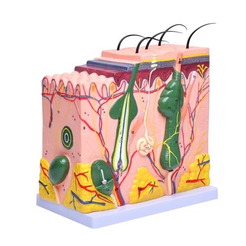 1 Stück 4D-Modell der menschlichen Hautstruktur, 50-Fach vergrößertes anatomisches Modell, Anatomie for Wissenschaft, Klassenzimmer, Studium, Ausbildung, Lehre, medizinisches Modell von Huhpa