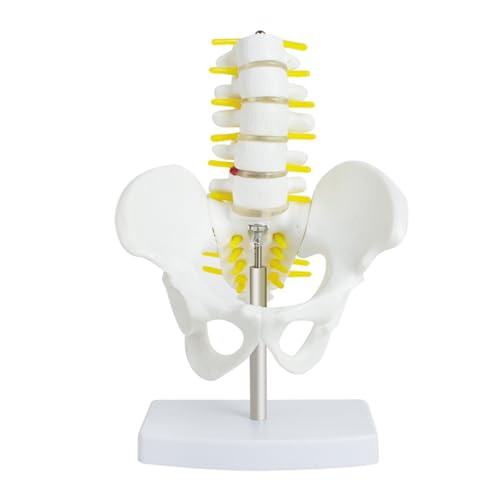 1 Stück Becken mit Lendenwirbelsäulenmodellen des Wirbelsäulenmodells des orthopädischen Modells des Menschen. von Huhpa