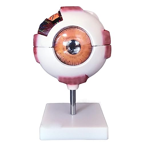 1 Stück Human Eye Ball Anatomisches Modell Training 6X lebensgroßes medizinisches Kit von Huhpa