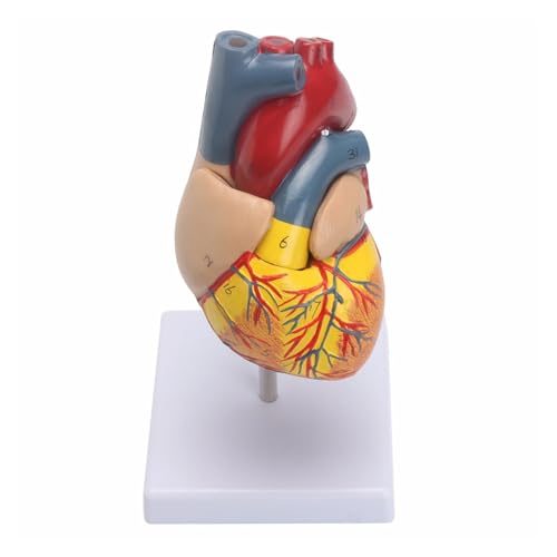 1 Stück anatomisches menschliches Herzmodell in Lebensgröße – medizinische Herz-Kreislauf-Anatomie von Huhpa