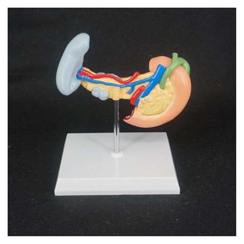 1 Stück menschliche Leber, Bauchspeicheldrüse und Zwölffingerdarm, anatomisches Modell, Lehrmittel for medizinische Anatomie von Huhpa