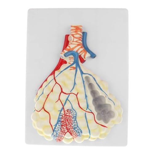 1 Stück menschliches Lungenalveolen-Lungenanatomiemodell, Lehrmittel for medizinische Wissenschaft von Huhpa