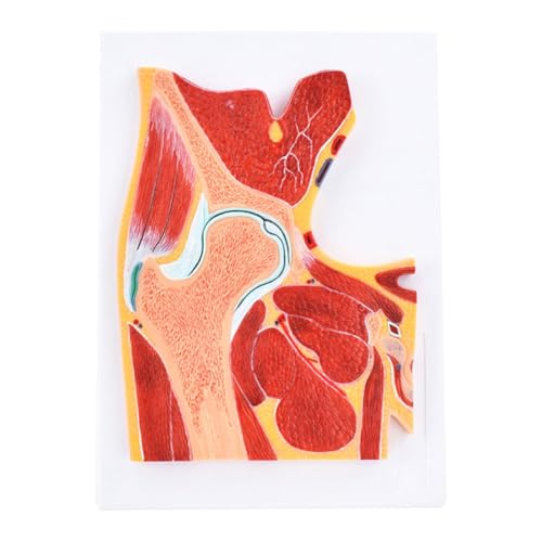 1 Stück menschliches MRT-Hüfte-Skelett-Muskel-Abschnitt-Anatomiemodell medizinische Wissenschafts-Lehrressourcen von Huhpa