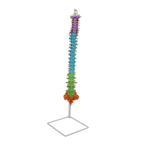 1 Stück menschliches Wirbelsäulenmodell, Flexible menschliche Wirbelsäule zur Demonstration des naturwissenschaftlichen Lernens von Huhpa