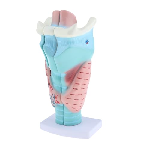 1 Stück vergrößertes menschliches Kehlkopf-anatomisches Modell, Anatomie-Hals-Modell for Schullabor-Kurse zur Anatomie und Physiologie der oberen Atemwege von Huhpa