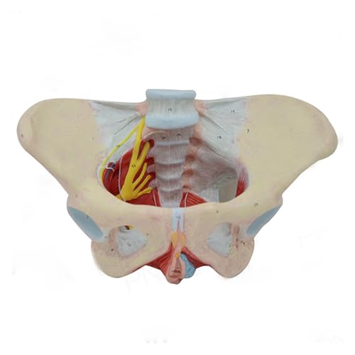 1 Stück weibliche Beckenbodenmuskulatur und Nerven-Anatomiemodell von Huhpa