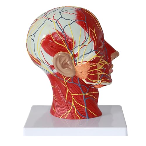 1-teiliges menschliches Kopfmodell in Lebensgröße, anatomisches Modell mit Muskel- und Blutgesichtskopf-Lehrmodell for die Anzeige wissenschaftlicher Studien von Huhpa