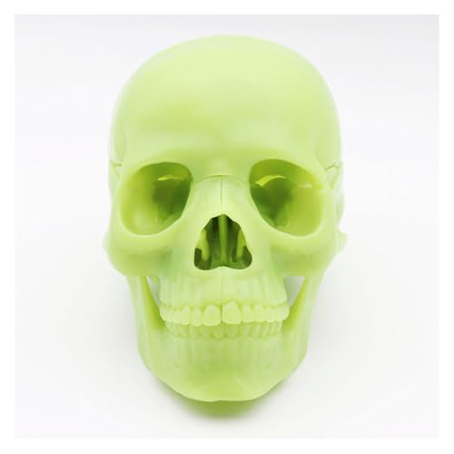 1PC 4D zerlegtes Fluoreszierendes/weißes Schädel-anatomisches Modell abnehmbares medizinisches Lehrwerkzeug(B) von Huhpa