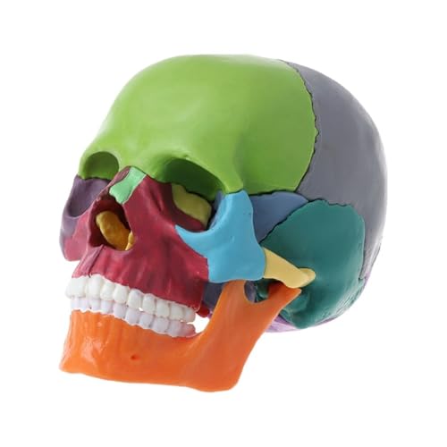 1PC 4D zerlegtes Schädel-anatomisches Modell abnehmbare medizinische Lehre auch(B) von Huhpa