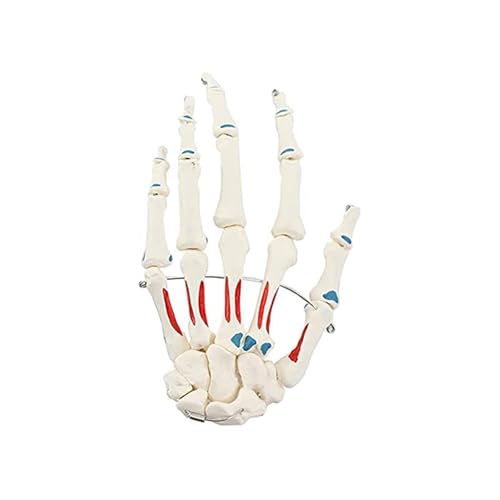 1PC Menschliche Hand Gelenk Modell Hand Knochen Hand Skelett Palm Palm Palm Skelett Struktur Muskel Färbung von Huhpa