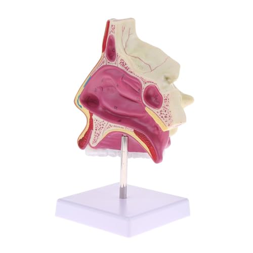 1PC Nasenhöhle Anatomisches Modell HNO-medizinisches Modell Nasennasenmodell Mund- und Nasenstrukturmodell von Huhpa