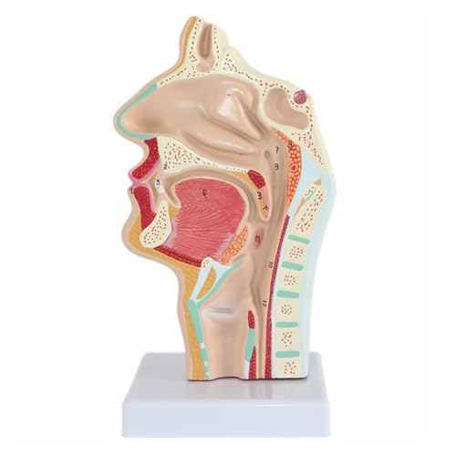 1Pc Nasenhöhle Modell Praktische Robuste Kehlkopf Und Rachen Modell Nase Rachen Anatomie Modell von Huhpa