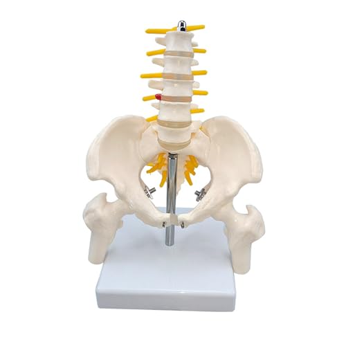 1pc 1/2 Leben Größe Menschliches Becken Mit Fünf Lendenwirbel Und Femur Modell Orthopädie Wirbelsäule Wirbelsäule Modell Skelett anatomie von Huhpa