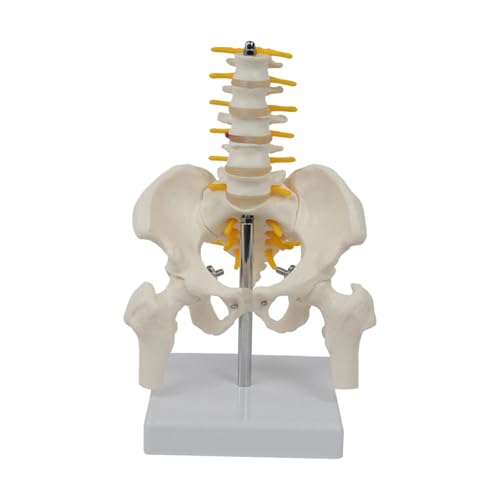 1pc 1:1 Menschliches Becken Skelett Anatomisches Modell Mit Wirbeln Lehrmittel Kinder Pädagogisches Spielzeug Medium Wirbelsäule von Huhpa