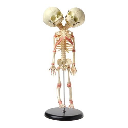 1pc 37cm Menschlicher Doppelkopf Baby Schädel Skelett Anatomie Gehirn Display Studie Lehre Anatomisches Modell von Huhpa