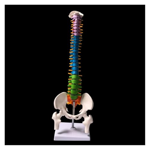 1pc 45CM Farbe Menschliche Wirbelsäule Mit Becken Modell Menschlichen Anatomischen Anatomie Wirbelsäule Medizinische Modell Schule Medizinische Lehre liefert von Huhpa