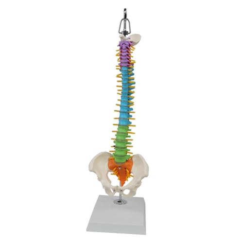 1pc 45CM Farbe Menschliche Wirbelsäule Mit Becken Modell Menschlichen Anatomischen Anatomie Wirbelsäule Medizinische Modell Schule Medizinische Lehre liefert von Huhpa