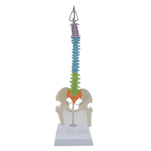 1pc 45CM Farbe Menschliche Wirbelsäule Mit Becken Modell Menschlichen Anatomischen Anatomie Wirbelsäule Medizinische Modell Schule Medizinische Lehre liefert von Huhpa