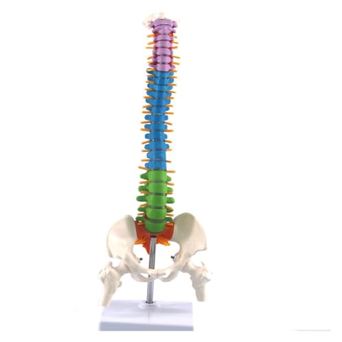 1pc 45CM Menschliche Wirbelsäule Mit Becken Modell Anatomie Wirbelsäule Medizinische Modell Anatomische Spalte Skelett Medizinische Lehre Liefert(B) von Huhpa