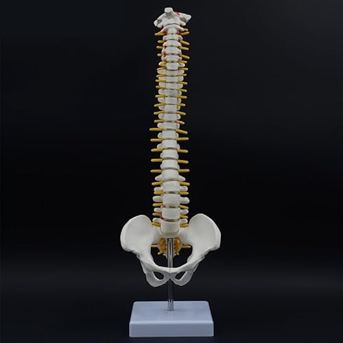 1pc 45CM Menschliche Wirbelsäule Mit Becken Modell Menschliche Wirbelsäule Anatomisches Modell Anatomie Werkzeug Mit Ständer Lehrmittel Skelett(Without Femur) von Huhpa