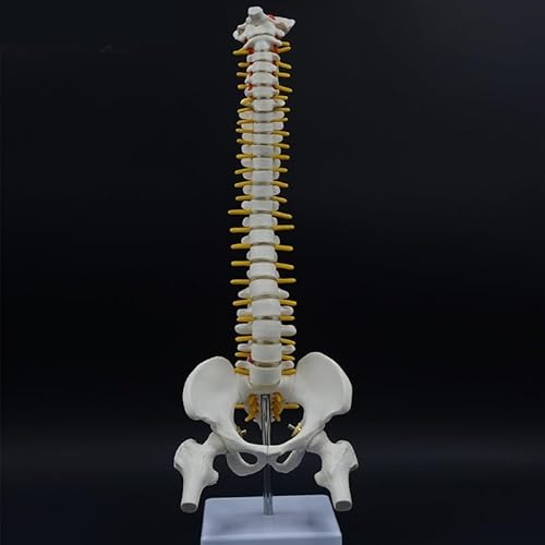 1pc 45CM Menschliche Wirbelsäule Mit Becken Modell Menschliche Wirbelsäule Anatomisches Modell Anatomie Werkzeug Mit Ständer Lehrmittel Skelett(with Femur) von Huhpa