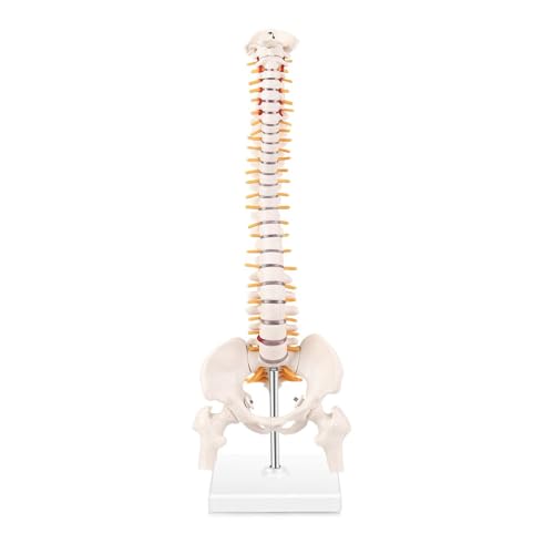 1pc 45cm Menschliches Anatomisches Miniatur Wirbelsäule Anatomie Modell Mini Wirbelsäule Medizinische Requisiten Modell Becken Flexible Lernen Hilfe von Huhpa