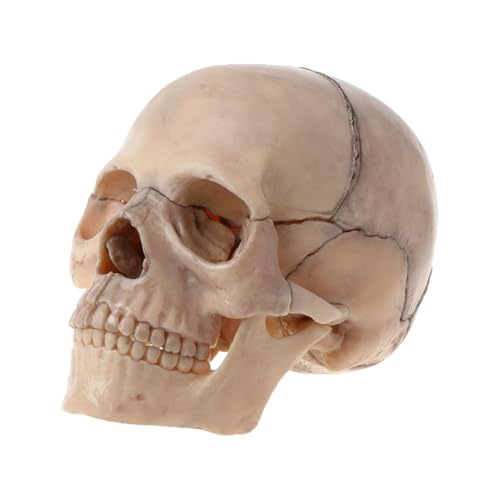 1pc 4D zerlegt Schädel anatomisches Modell abnehmbare medizinische Lehre auch(A) von Huhpa