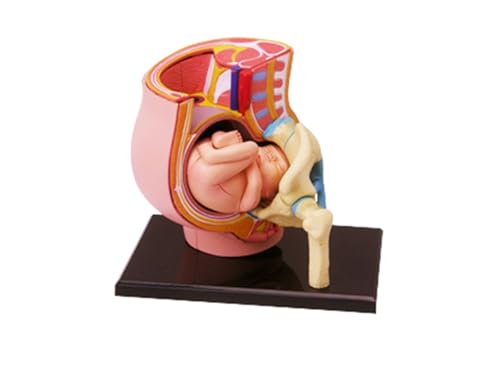 1pc 4d Menschliches Becken Anatomie Modell Skelett Medizinische Lehrmittel Puzzle Montage Spielzeug Labor Bildung Ausrüstung von Huhpa