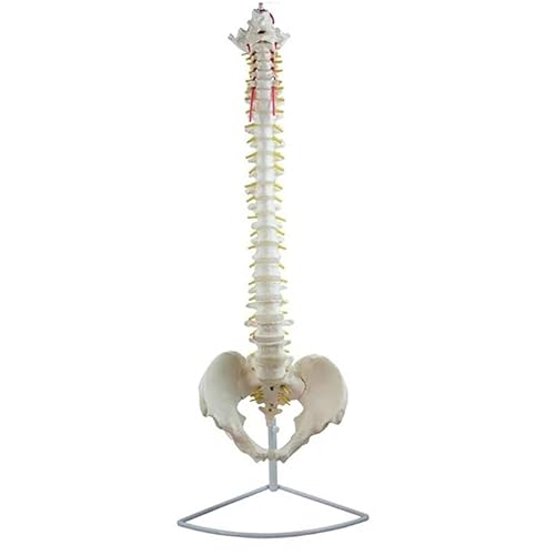 1pc 85cm Hängenden Menschlichen Flexible Wirbelsäule Modell Wirbelsäule Anatomie Modell Leben Größe Kreuzbein Steißbein Becken Knochen anatomisches Werkzeug(Without Femur) von Huhpa