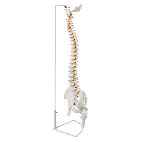 1pc 85cm Hängenden Menschlichen Flexible Wirbelsäule Modell Wirbelsäule Anatomie Modell Leben Größe Kreuzbein Steißbein Becken Knochen anatomisches Werkzeug(with Femur) von Huhpa