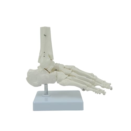 1pc Anatomie Fuß Skelett Modell mit Basis for medizinische Klassenzimmer Bildung Lernen von Huhpa