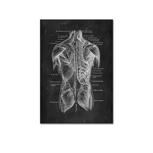 1pc Anatomie des menschlichen Körpers Poster medizinische Klinik Wand dekorative Bild Körper Organ System Leinwand Malerei Medizin Bildung Poster(B,20x30cm no Frame) von Huhpa