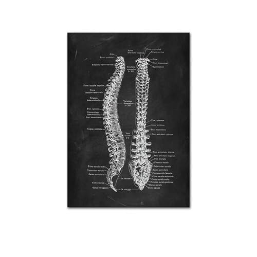 1pc Anatomie des menschlichen Körpers Poster medizinische Klinik Wand dekorative Bild Körper Organ System Leinwand Malerei Medizin Bildung Poster(C,20x30cm no Frame) von Huhpa