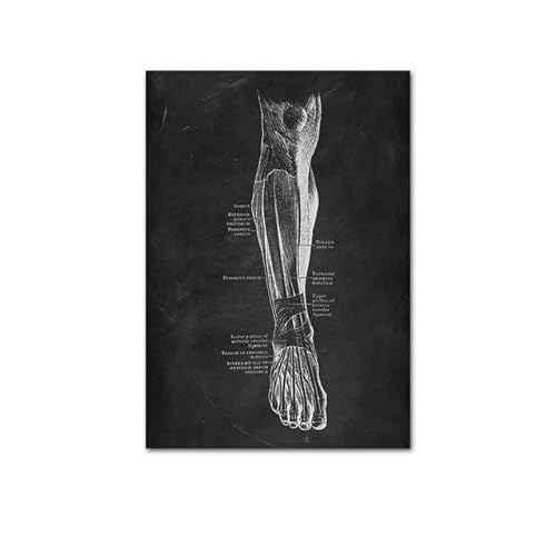 1pc Anatomie des menschlichen Körpers Poster medizinische Klinik Wand dekorative Bild Körper Organ System Leinwand Malerei Medizin Bildung Poster(I,30x40cm no Frame) von Huhpa