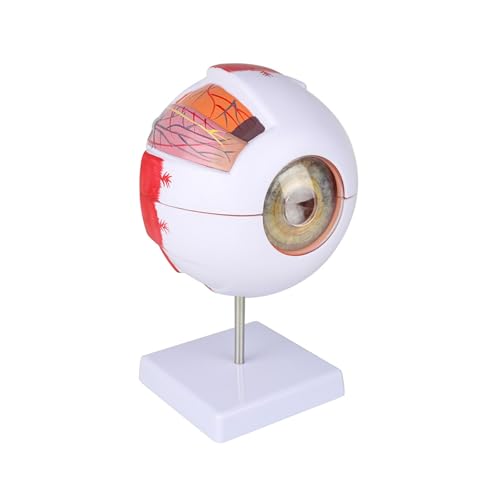 1pc Anatomisches Auge Modell Augapfel Augenlid Modell Zerlegen 6 Mal Vergrößert Sehnerv for Auge Spezielle Lehre von Huhpa