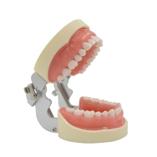 1pc Dental Typodont Zähne Modell Abnehmbare Zahn Modell Lehre Studie Typodont Demonstration Modell for Lehre Praxis von Huhpa