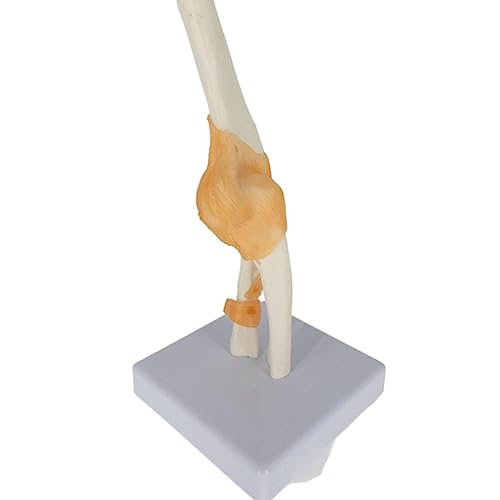 1pc Ellenbogengelenk Anatomisches Modell Skelett Menschliche Medizinische Anatomie Lebensgroße Funktionstyp von Huhpa