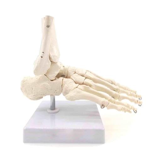 1pc Fuß Und Sprunggelenk Funktionale Anatomisches Skelett Modell Medizinische Display Lehre Schule Leben Größe von Huhpa