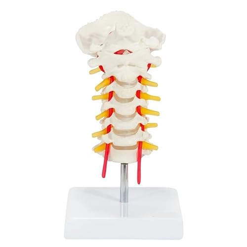 1pc Halswirbel Arteria Wirbelsäule Spinal Nerven Anatomisches Modell Anatomie for Wissenschaft Klassenzimmer Studie Display Lehre Medizinische Modus von Huhpa