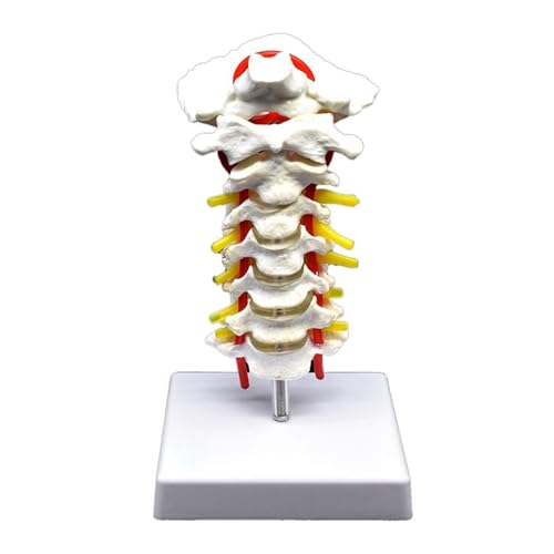 1pc Halswirbel Arteria Wirbelsäule Spinal Nerven Anatomisches Modell Anatomie for Wissenschaft Klassenzimmer Studie Display Lehre Medizinische Modus von Huhpa