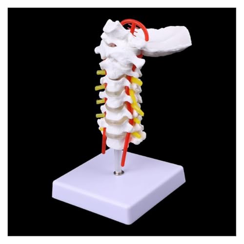 1pc Halswirbel Arteria Wirbelsäule Spinalnerven Anatomisches Modell Lebensgröße von Huhpa