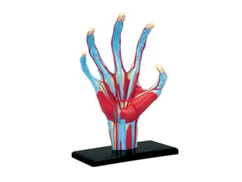 1pc Hand Menschliches Anatomie Modell Skelett Medizinische Lehrmittel Puzzle Montage Spielzeug Labor Bildung Klassenzimmer Ausrüstung von Huhpa