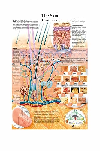 1pc Karte Seide Malerei Wand Bilder for Medizinische Bildung Büro Wohnkultur Menschlichen Anatomie Muskeln System Körper Kunst Poster leinwand(11,13X18cm No Frame) von Huhpa