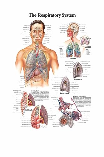 1pc Karte Seide Malerei Wand Bilder for Medizinische Bildung Büro Wohnkultur Menschlichen Anatomie Muskeln System Körper Kunst Poster leinwand(13,21X30cm No Frame) von Huhpa