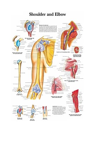 1pc Karte Seide Malerei Wand Bilder for Medizinische Bildung Büro Wohnkultur Menschlichen Anatomie Muskeln System Körper Kunst Poster leinwand(3,15X20cm No Frame) von Huhpa