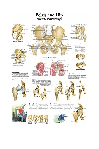 1pc Karte Seide Malerei Wand Bilder for Medizinische Bildung Büro Wohnkultur Menschlichen Anatomie Muskeln System Körper Kunst Poster leinwand(4,13X18cm No Frame) von Huhpa